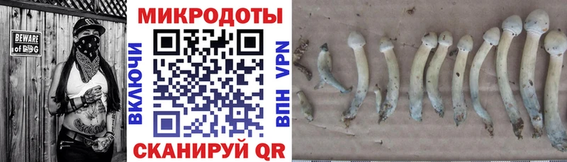kraken как войти  Волоколамск  Галлюциногенные грибы Psilocybe 